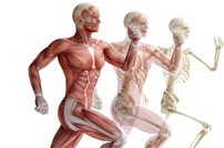 Anatomy