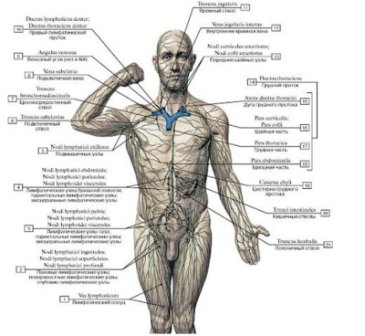 Где Находится Лимфа У Человека Фото